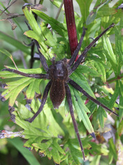 Dolomedes plantarius, known as great raft spider or fen raft spider, female guarding nest