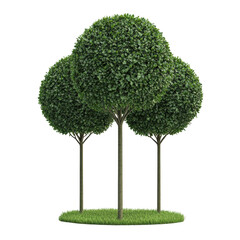 Three lush trees with spherical foliage on a grassy base, isolated on white background. transparent PNG