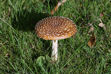 Amanita pantherina, commonly known as panther cap or false blusher, a poisonous mushroom from Finland