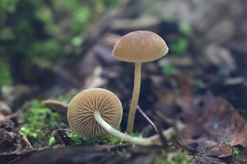 Simocybe centunculus, known as dingy twiglet, wild mushroom from Finland