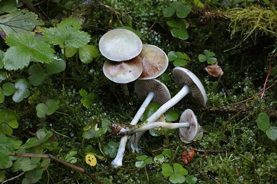 Stropharia caerulea, commonly known as blue roundhead or blue-green psilocybe, wild mushroom from Finland