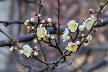 都心散歩　梅の頃の芝公園あたり