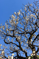都心散歩　梅の頃の芝公園あたり