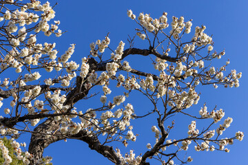 都心散歩　梅の頃の芝公園あたり