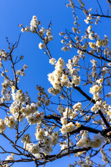 都心散歩　梅の頃の芝公園あたり
