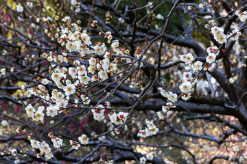 都心散歩　梅の頃の芝公園あたり
