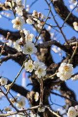 都心散歩　梅の頃の芝公園あたり