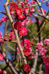 都心散歩　梅の頃の芝公園あたり