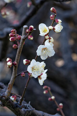 都心散歩　梅の頃の芝公園あたり