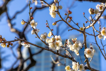 都心散歩　梅の頃の芝公園あたり