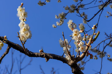 都心散歩　梅の頃の芝公園あたり