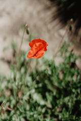 A single vibrant red poppy flower in full bloom stands against a blurred natural background, showcasing its delicate petals