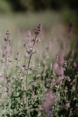 Delicate purple wildflowers in full bloom swaying in a lush green meadow with a soft-focus background creating a dreamy