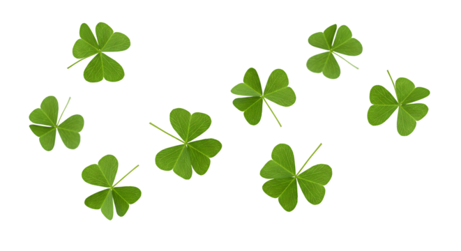 four leaf clover PNG. green shamrocks falling down PNG. Lucky green shamrocks falling down in mid-air. Fresh four-leaf clovers floating, symbolizing luck and good fortune for Saint Patrick's Day.