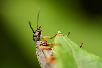 Closeup view of insect on foliage