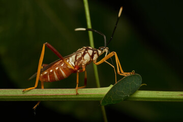 Insect perched on vibrant green leaf