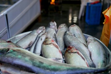 fresh fish on the market