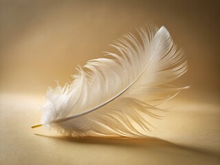 Obraz premium Soft light illuminates a fragile white feather; a nature closeup showcasing elegant simplicity.