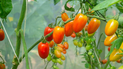 Fresh red ripe tomatoes hanging on the vine plant growing in organic garden