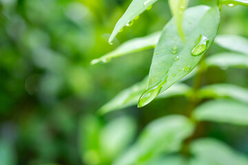 rain water drop on green leaf closeup natural background