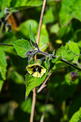 Physalis peruviana is a species of plant in the nightshade family (Solanaceae) native to Chile and Peru