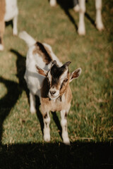 A young baby goat with a curious expression standing on a grassy field in warm sunlight, surrounded by other goats in the background on a rural farm

