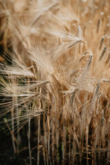 A close-up view of golden barley stalks swaying in a sunlit field, highlighting the intricate details of the grain and the delicate texture of the wheat-like spikes in a rural agricultural setting