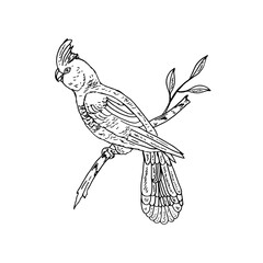 Fototapeta premium Line drawing vector cartoon of a cockatoo perched on a leafy branch.
