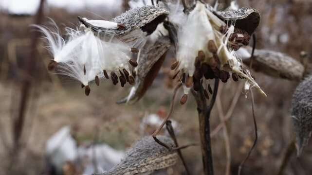 Common milkweed Asclepias syriaca knows as butterfly flower, silkweed, silky swallow-wort, and Virginia silkweed, is a species of flowering plant.