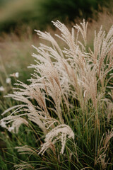 A close-up of tall ornamental grasses with feathery beige plumes swaying gently in the breeze, set against a soft-focus green meadow background