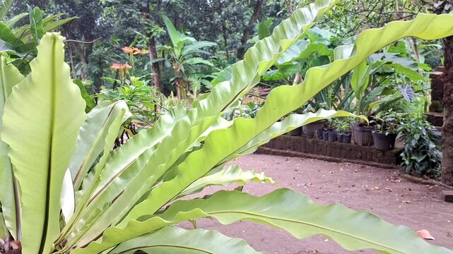 Lush Green Asplenium Nidus Plant Swaying Gently in the Wind &ndash; High-Resolution Close-Up Video of a Tropical Decorative Fern in the Morning Sun, Ideal for Nature and Wellness Themes