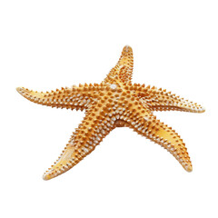 Starfish Macro Shot
