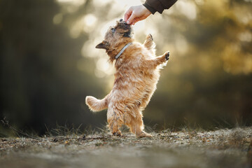cute norwich terrier begging for treats in the forest
