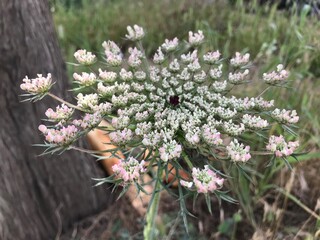 Wild carrot. Carrot flower blooming in spring fields. Good quality photo. Pink and white wild carrot flower blossom. 