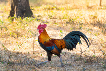 A colorful rooster walking in a rural farm field with dry grass, symbolizing free-range poultry farming