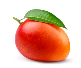 Ripe mango isolate on white background.