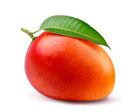 Ripe mango isolate on white background.