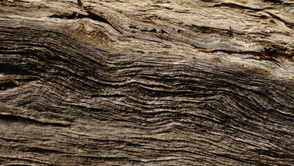 abstract background of rustic wood of tree bark