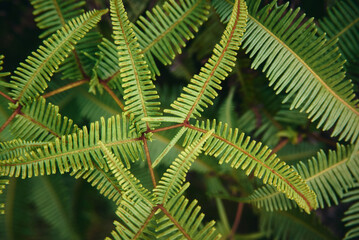 The Old World Forkedfern is a unique fern species found in tropical and subtropical regions.