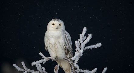 A snowy owl perched on a frost-covered branch under the pale moonlight.