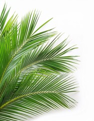 Fototapeta premium Lush green palm fronds isolated on white