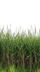 Obraz premium Lush green reeds stretch upwards against plain white background natural screen landscaping and nature themes