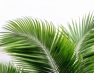 Obraz premium Lush green palm fronds isolated on white