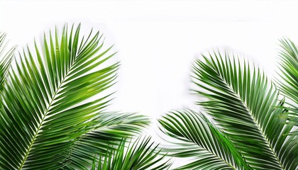 Obraz premium Lush green palm fronds isolated on white