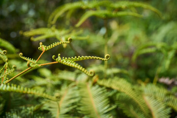 The Old World Forkedfern is a unique fern species found in tropical and subtropical regions.