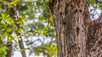 Ho Chi Minh City / September 23rd Park / Wild squirrels