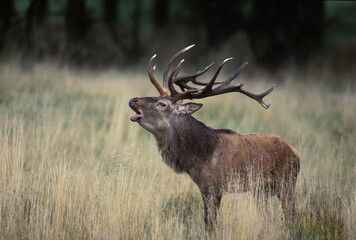 CERF D'EUROPE/CERFUS ELAPHUS