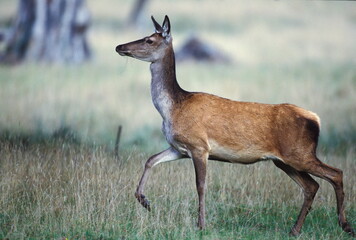 CERF D'EUROPE/CERFUS ELAPHUS