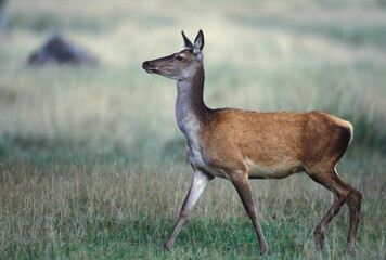 CERF D'EUROPE/CERFUS ELAPHUS