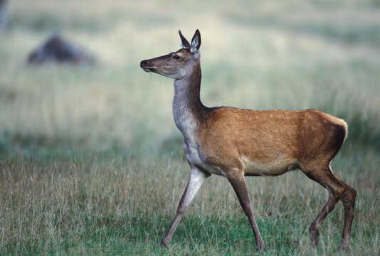 CERF D'EUROPE/CERFUS ELAPHUS